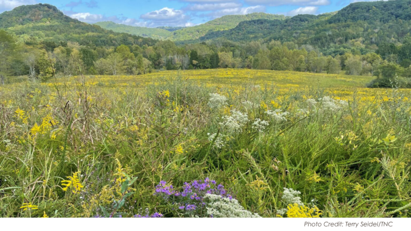 A field of wildflowers with hills in the background. This photo was taken at the Richard and Lucile Durrell Edge of Appalachia Preserve System by Terry Seidel/The Nature Conservancy.